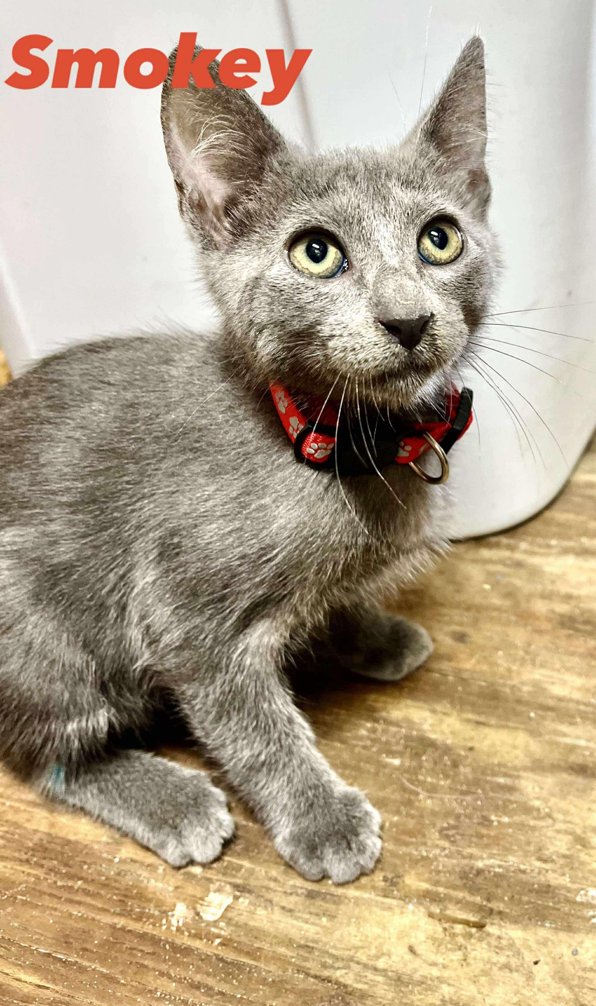 Smokey, Baby Male unknown