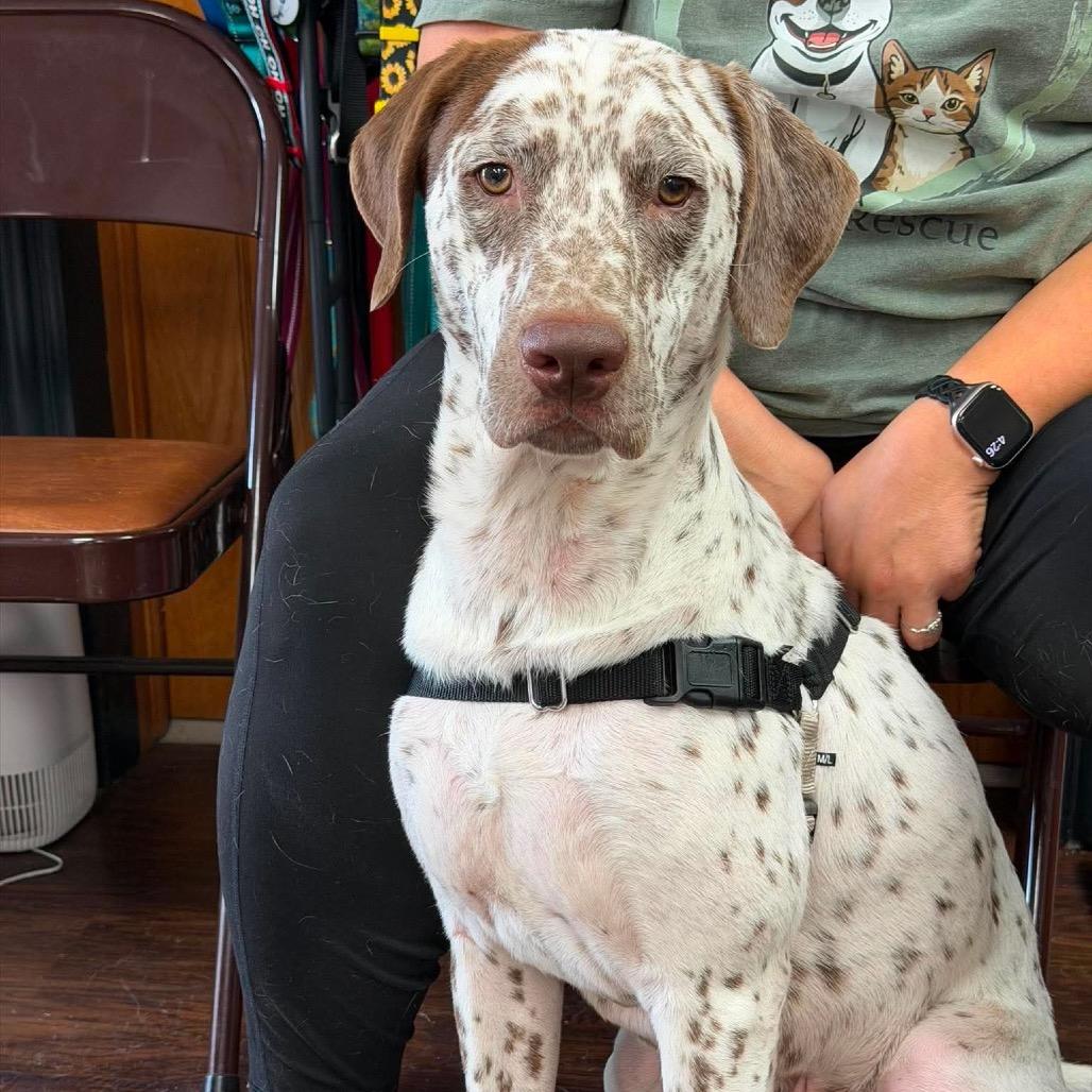 Jake, Adoptable, Adult Male German Shorthaired Pointer & Mixed Breed.