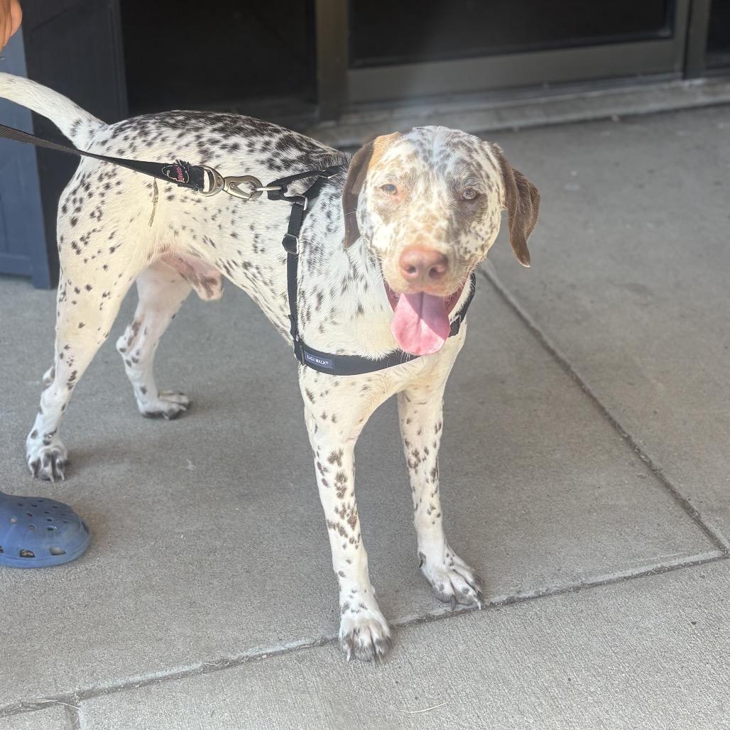 Jake, a Adoptable mixed breed in Chillicothe, IL image 3/6