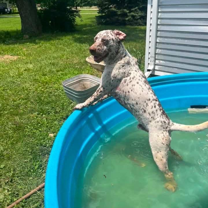 Jake, a Adoptable mixed breed in Chillicothe, IL image 4/6