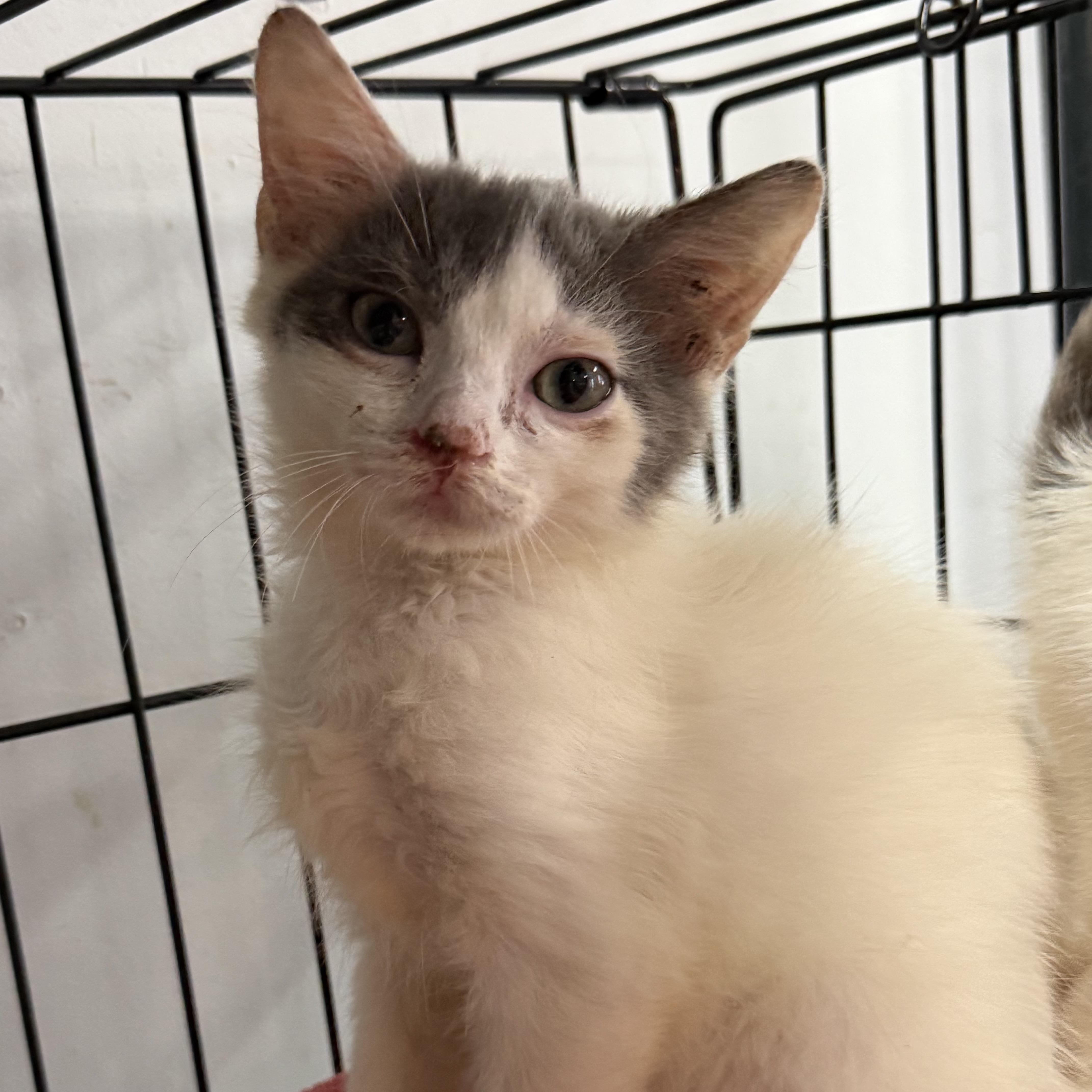 Enlarge Moray, a Adoptable mixed breed in Howell, NJ image 5/6