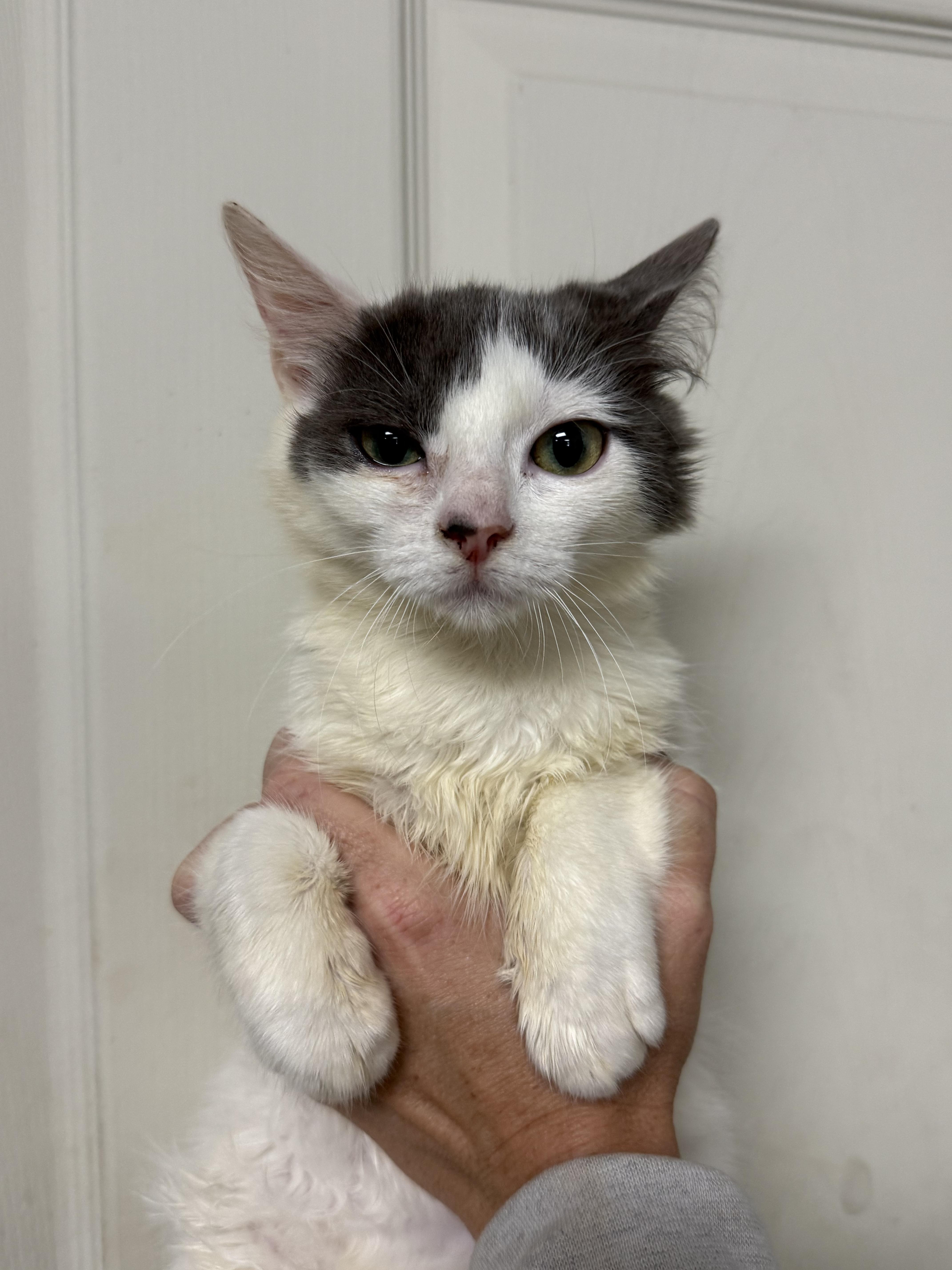 Enlarge Moray, a Adoptable mixed breed in Howell, NJ image 3/6