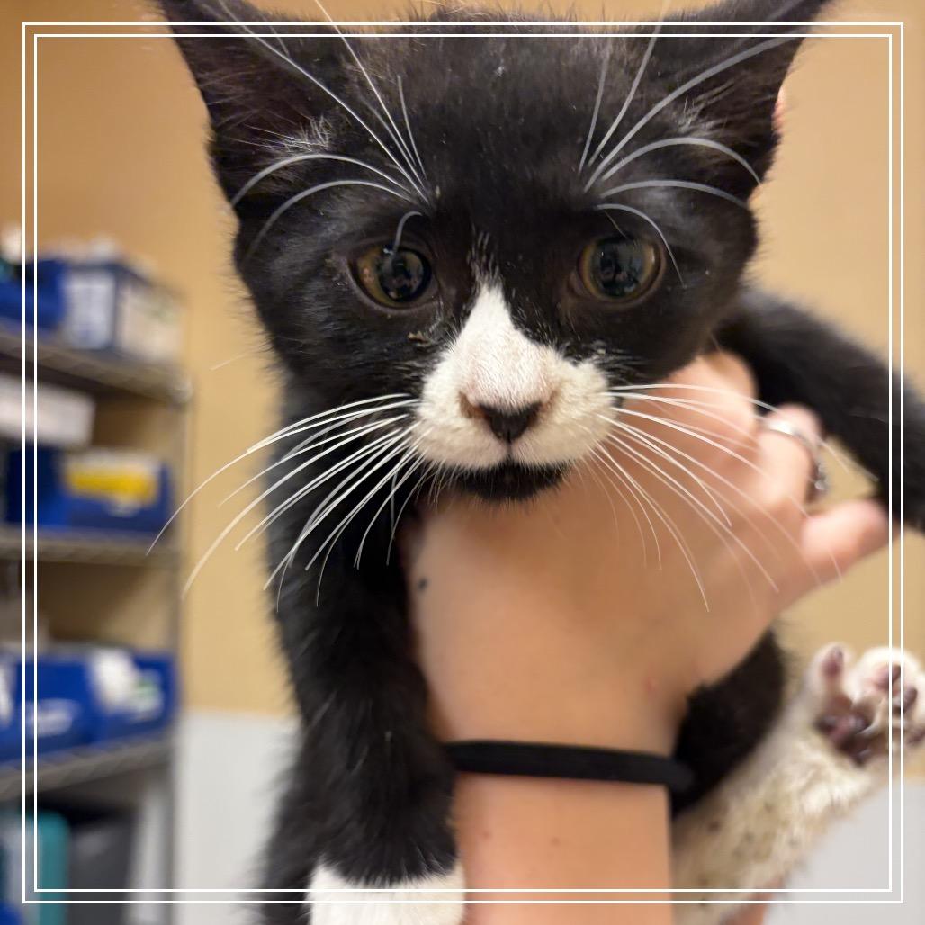 FWT Solo, Adoptable, Kitten Male Domestic Short Hair.