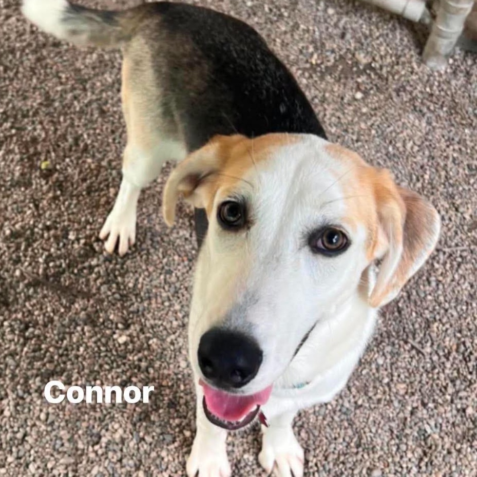 Enlarge Connor, a Adoptable mixed breed in Marseilles, IL image 1/1