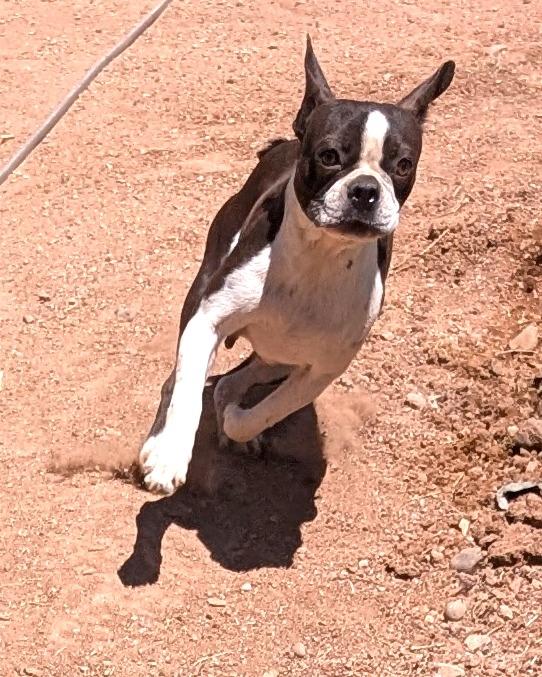 Diva - Phoenix area COURTESY POST , an adoptable Boston Terrier in Mayer, AZ image 2/4