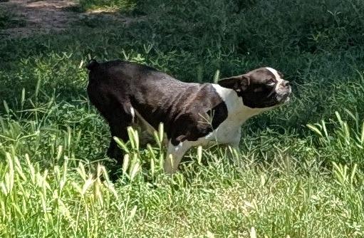 Diva - Phoenix area COURTESY POST , an adoptable Boston Terrier in Mayer, AZ image 3/4