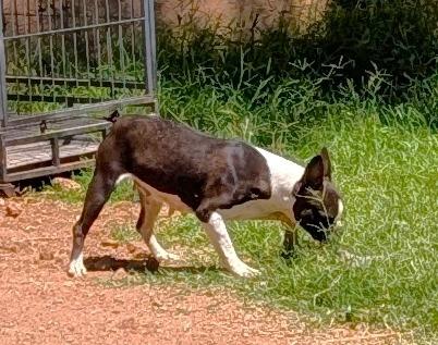 Diva - Phoenix area COURTESY POST , an adoptable Boston Terrier in Mayer, AZ image 4/4