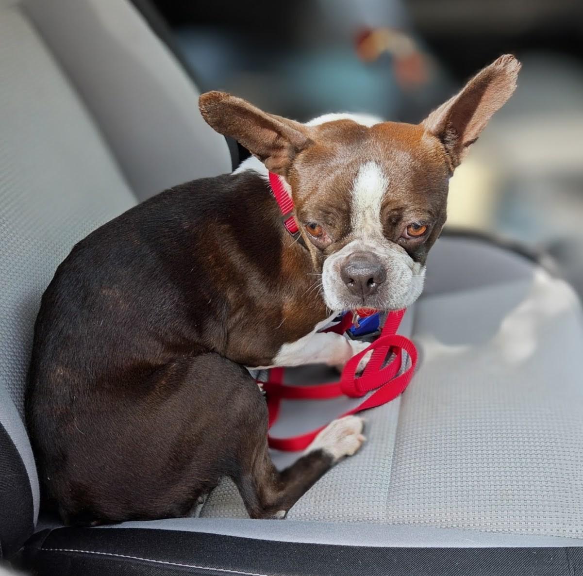 Diva - Phoenix area COURTESY POST , adoptable, Adult Female Boston Terrier.