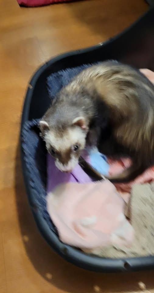 Enlarge Eevie, a Adoptable Ferret in Acworth, GA image 1/1