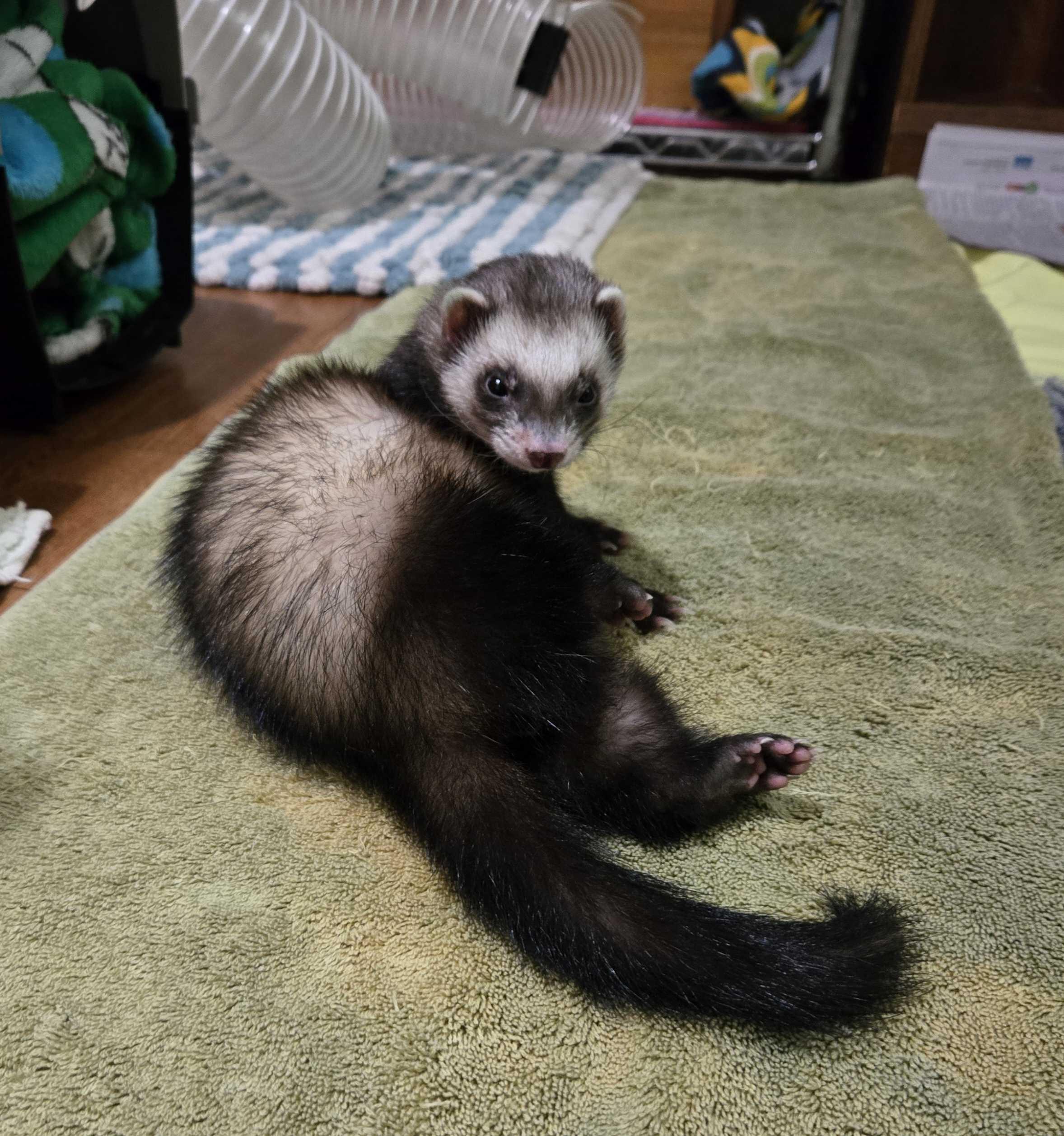 Eevie, Adoptable, Adult Female Ferret.