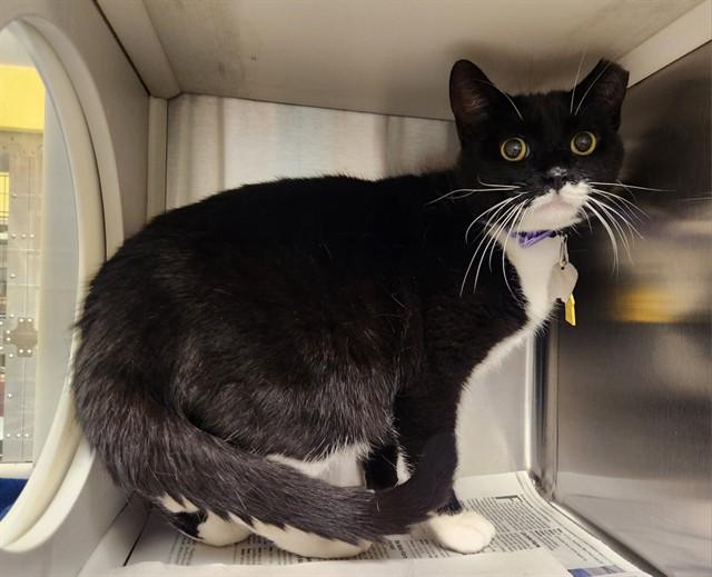 MILKSHAKE, Adoptable, Adult Female Domestic Short Hair.