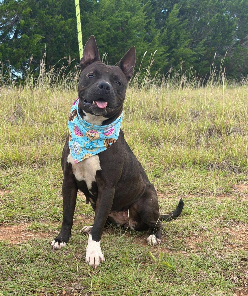 BUTTERCUP, Adoptable, Adult Female Pit Bull Terrier.