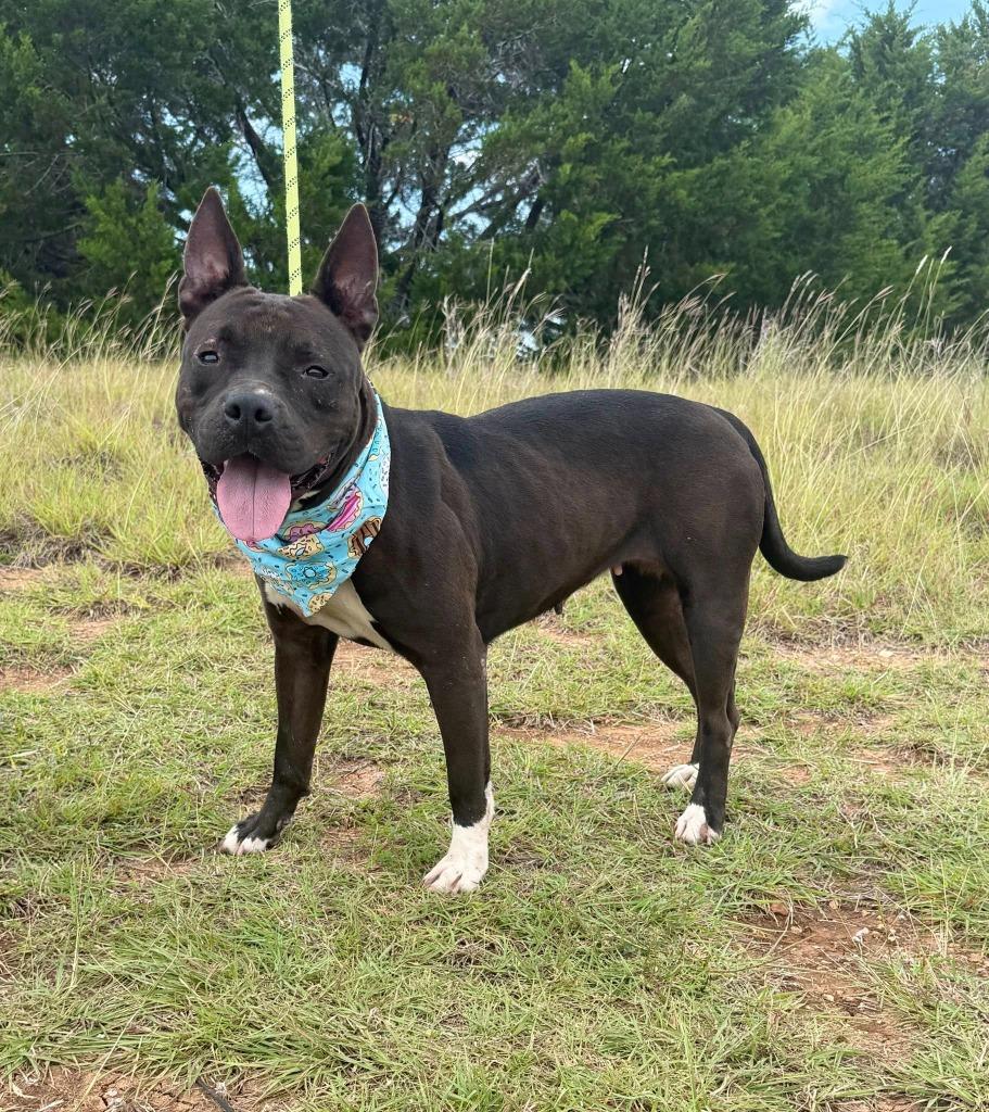 Enlarge BUTTERCUP, a Adoptable Pit Bull Terrier in Belton, TX image 2/2