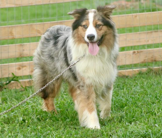 1199 Chancellor, Adoptable, Adult Male Australian Shepherd.