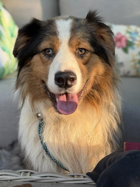 Enlarge 1199 Chancellor, a Adoptable Australian Shepherd in Ringwood, IL image 2/5