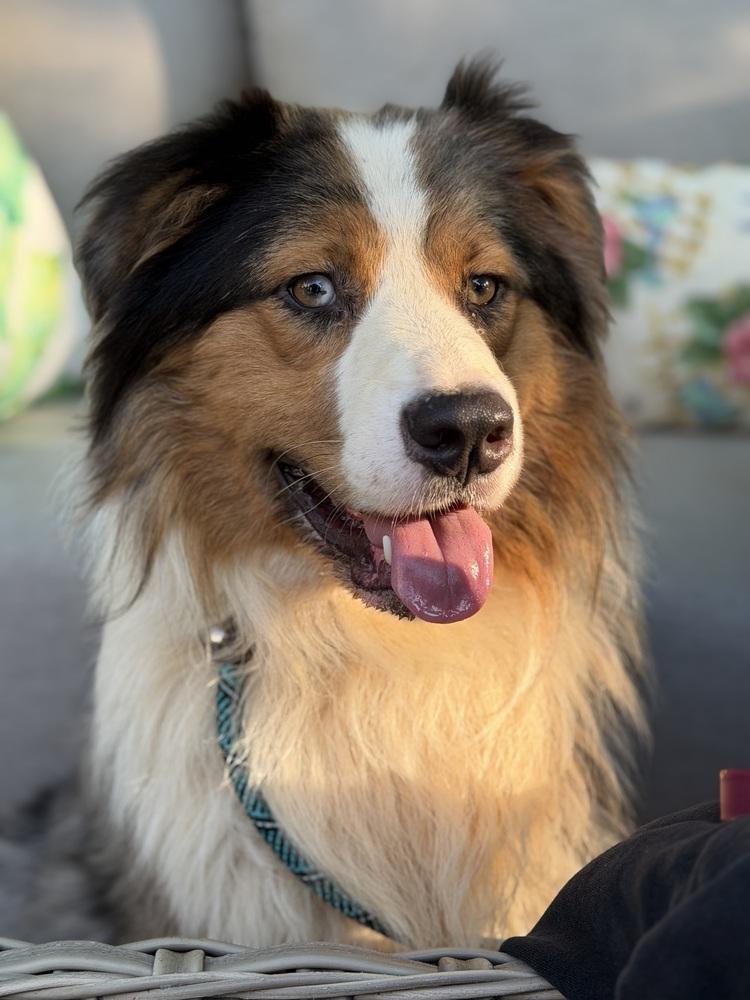 Enlarge 1199 Chancellor, a Adoptable Australian Shepherd in Ringwood, IL image 3/5