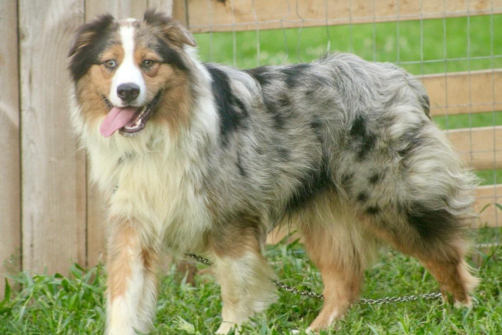 Enlarge 1199 Chancellor, a Adoptable Australian Shepherd in Ringwood, IL image 4/5