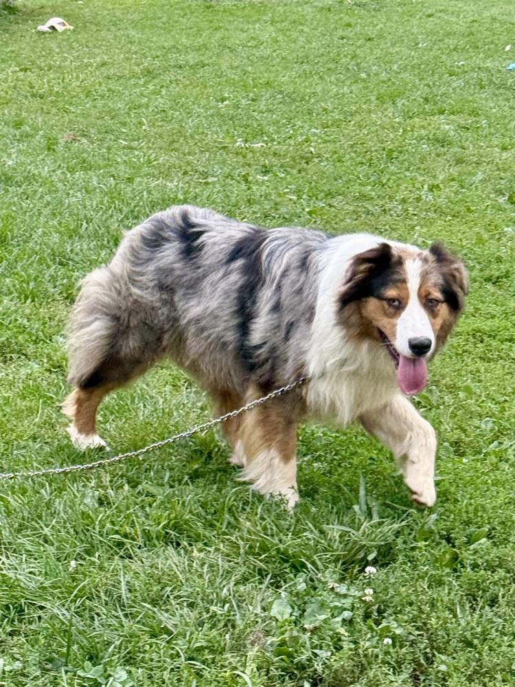 Enlarge 1199 Chancellor, a Adoptable Australian Shepherd in Ringwood, IL image 5/5