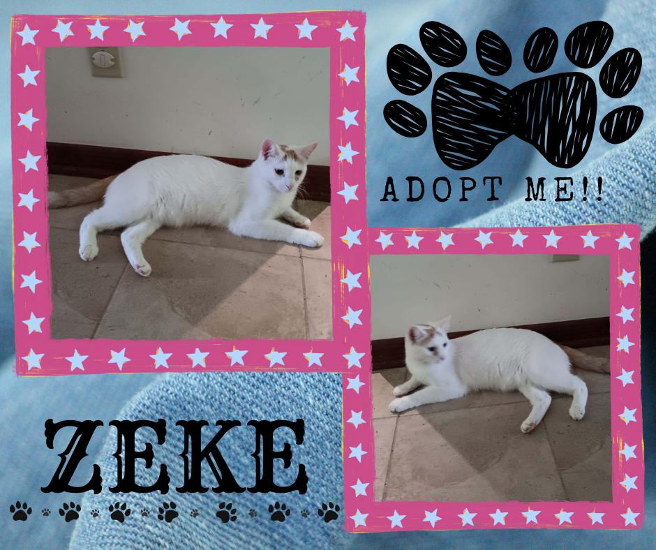 Zeke, a Adoptable American Shorthair in Paris, IL image 1/2