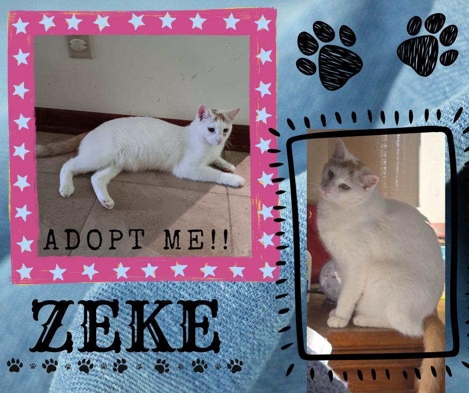 Enlarge Zeke, a Adoptable American Shorthair in Paris, IL image 1/2