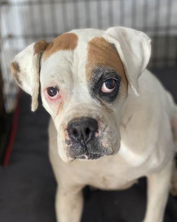 Miracle, Adopted, Adult Female Boxer.