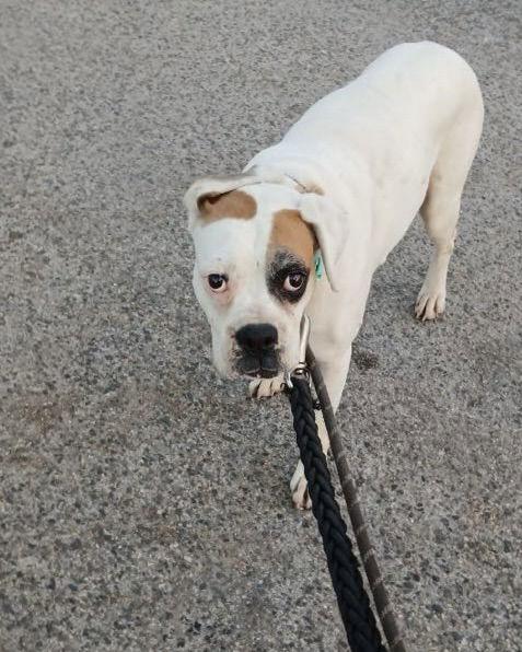 Miracle, a Adopted Boxer in Monticello, NY image 2/3