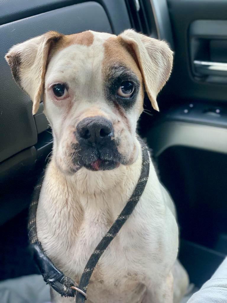 Miracle, a Adopted Boxer in Monticello, NY image 3/3