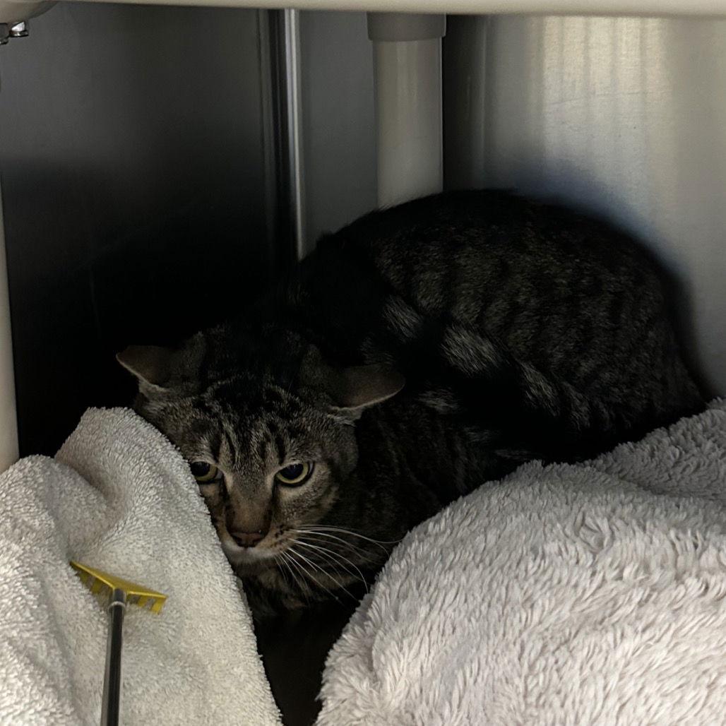 Penny & Tidy Dye, Adoptable, Adult Female Domestic Medium Hair.