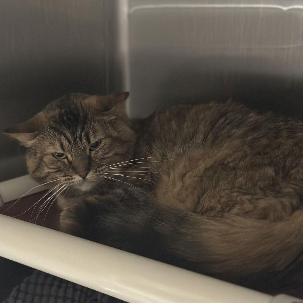 Penny & Tidy Dye, a Adoptable Domestic Medium Hair in Rohnert Park, CA image 2/2