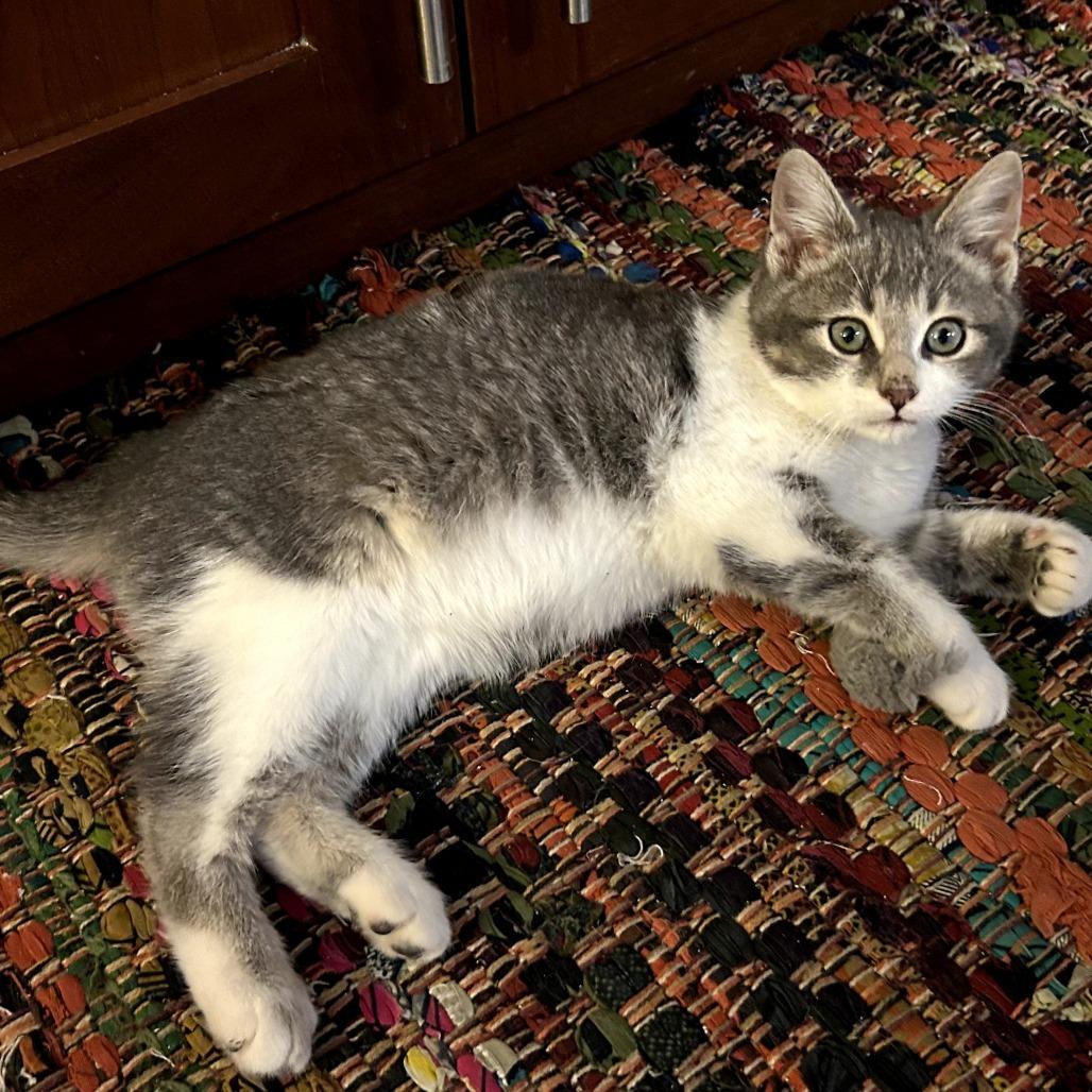 Augie, Adoptable, Kitten Male Domestic Short Hair.