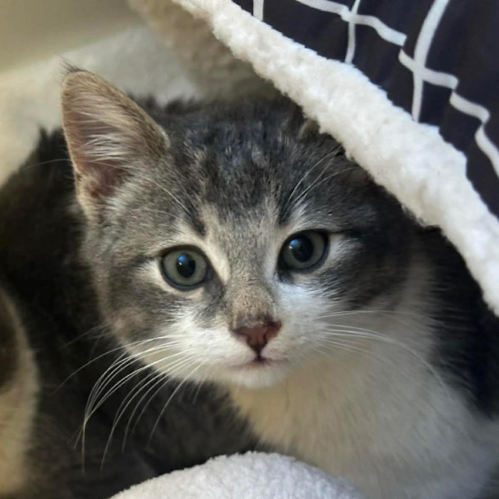 Augie, a Adoptable Domestic Short Hair in Skokie, IL image 3/6