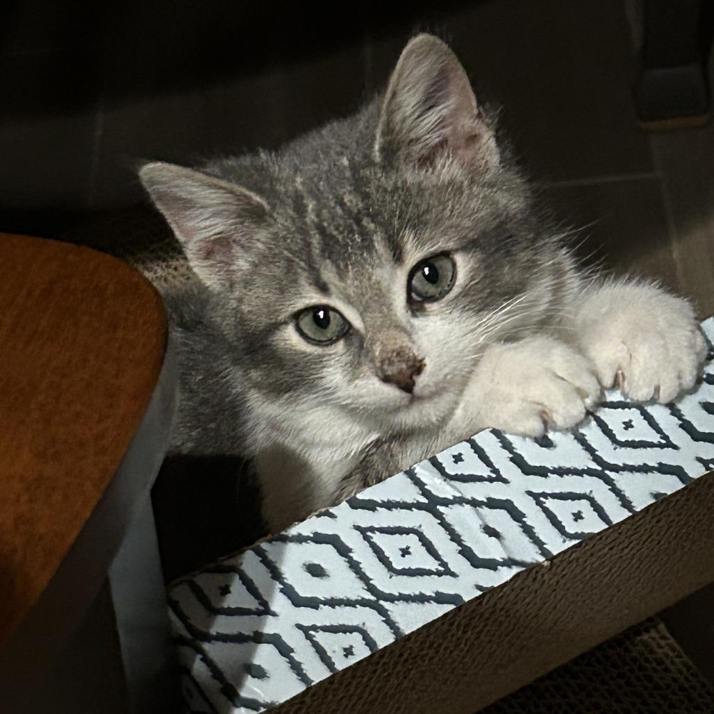 Augie — thumbnail 4