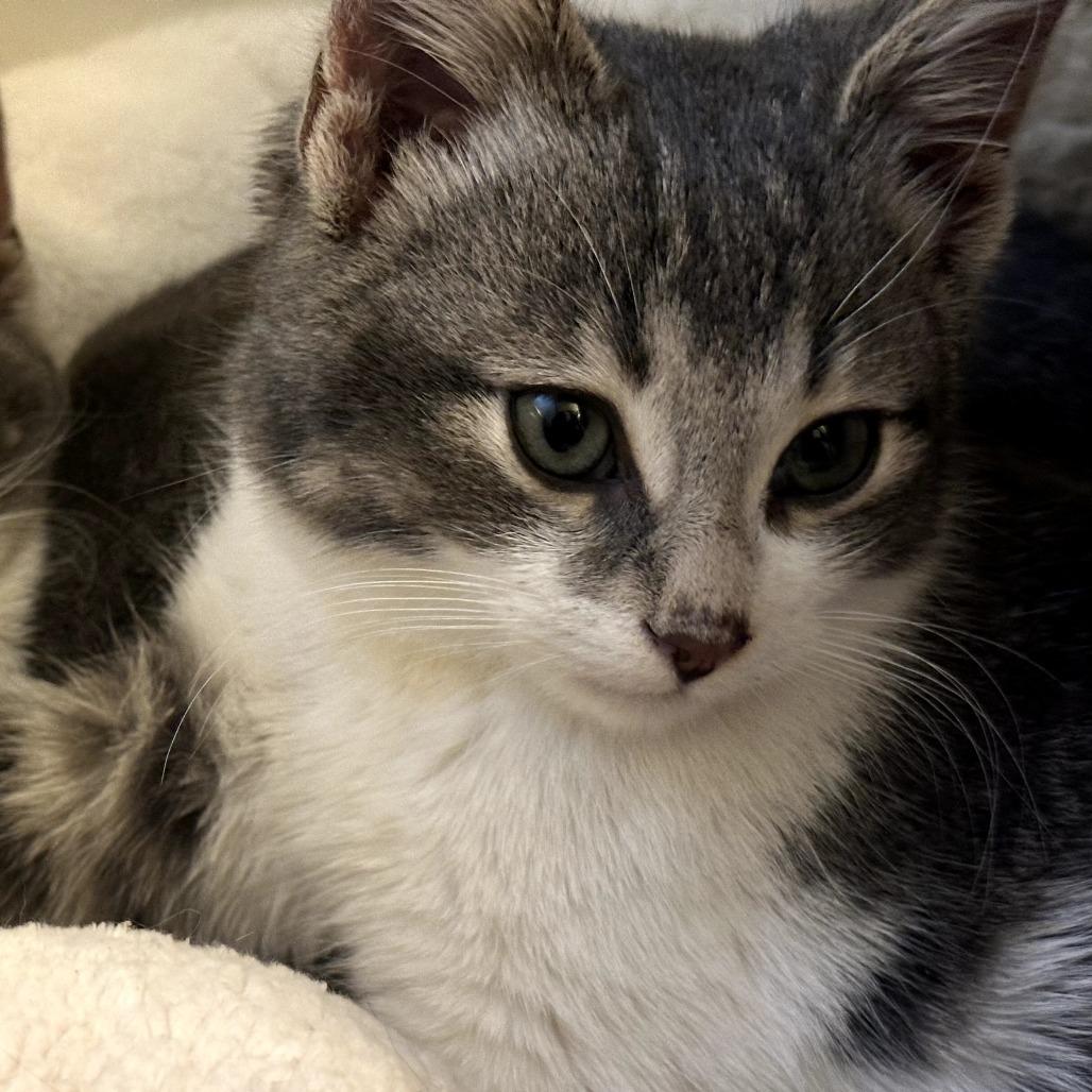 Augie, a Adoptable Domestic Short Hair in Skokie, IL image 6/6