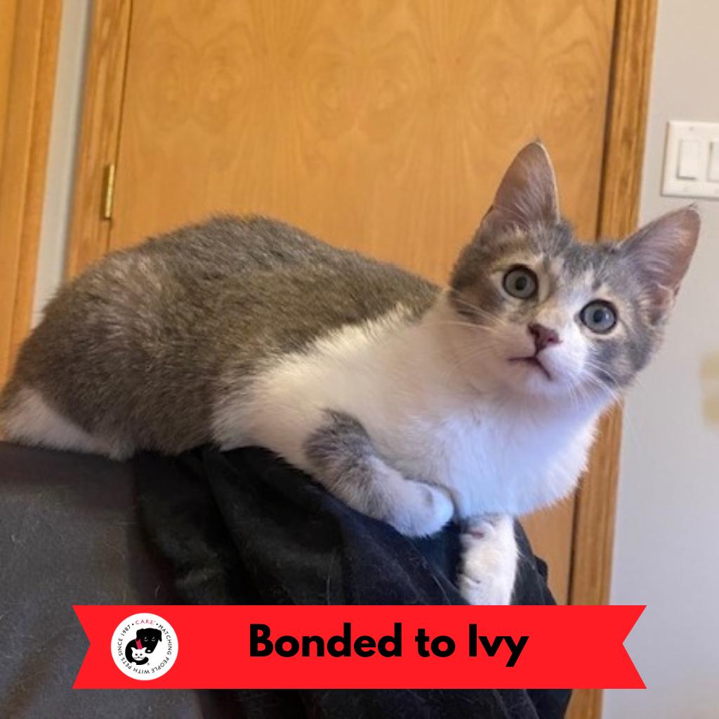 Augie — thumbnail 6