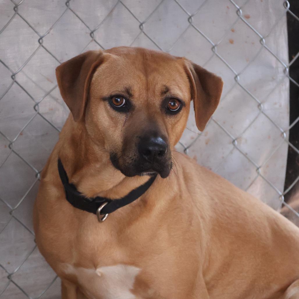 Enlarge Venus, a Adoptable mixed breed in Delta, AL image 1/2