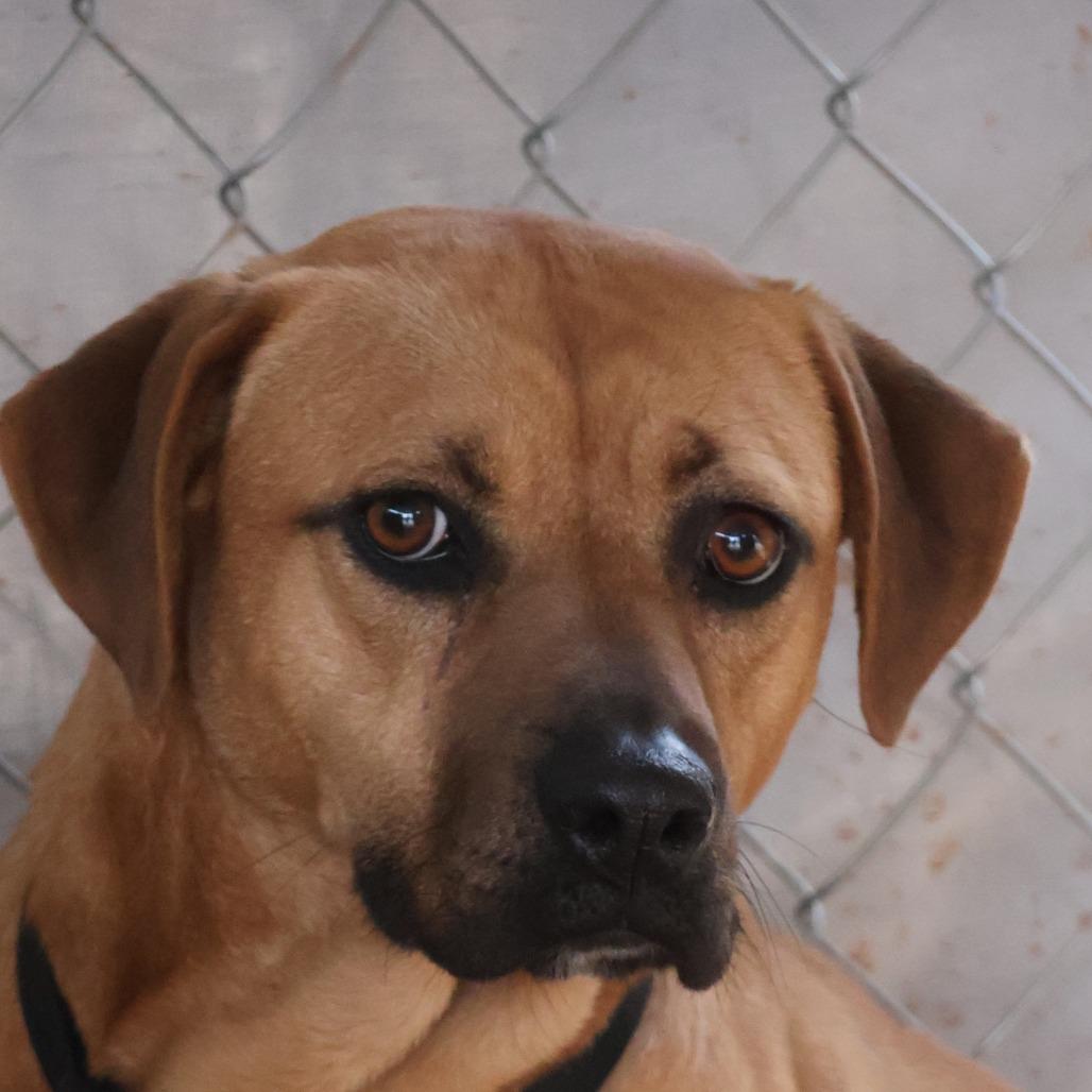 Venus, Adoptable, Adult Female Boxer.