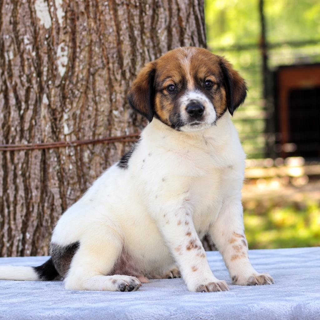 Ziggy, Adoptable, Puppy Male Schnauzer.