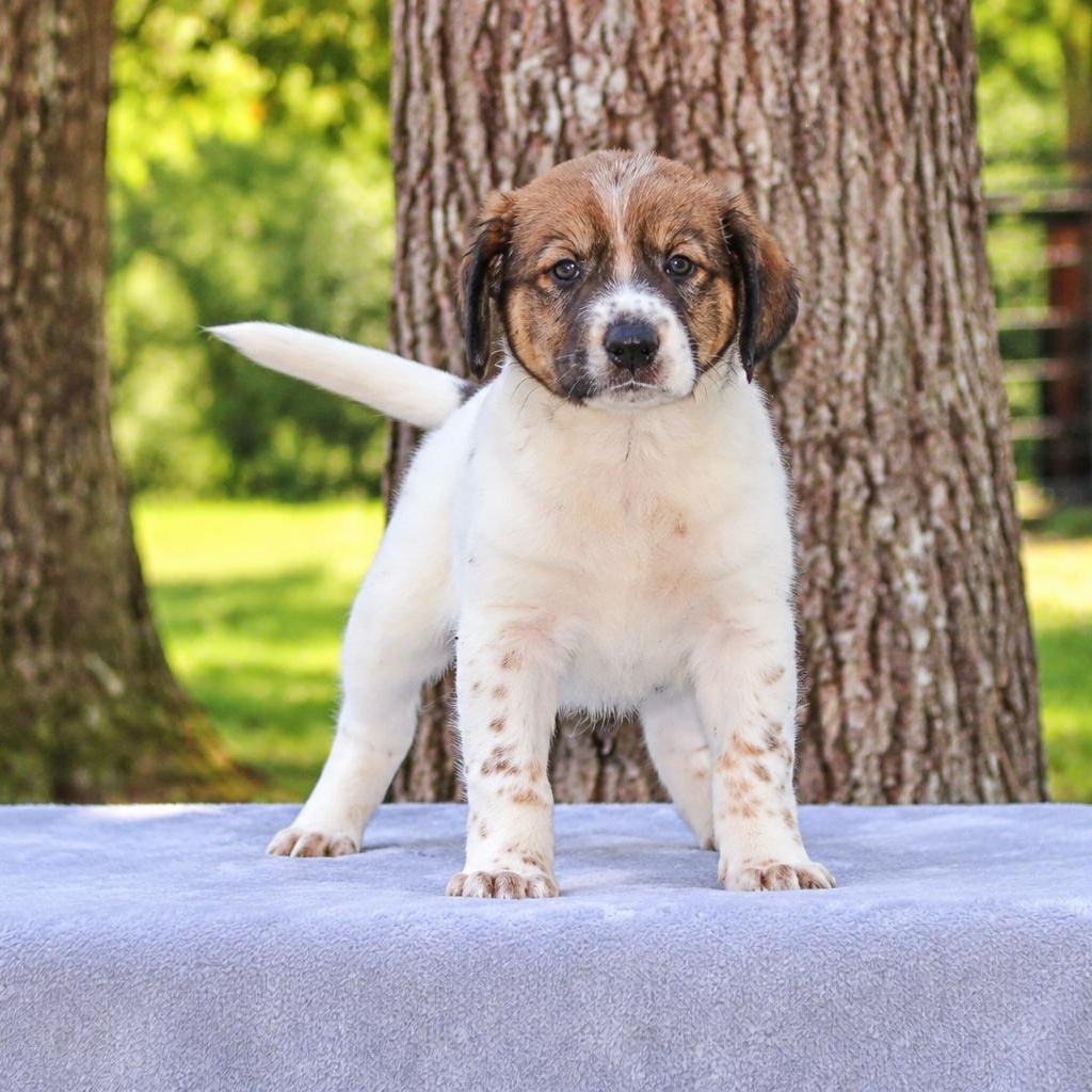 Enlarge Ziggy, a Adoptable mixed breed in Brattleboro, VT image 5/5