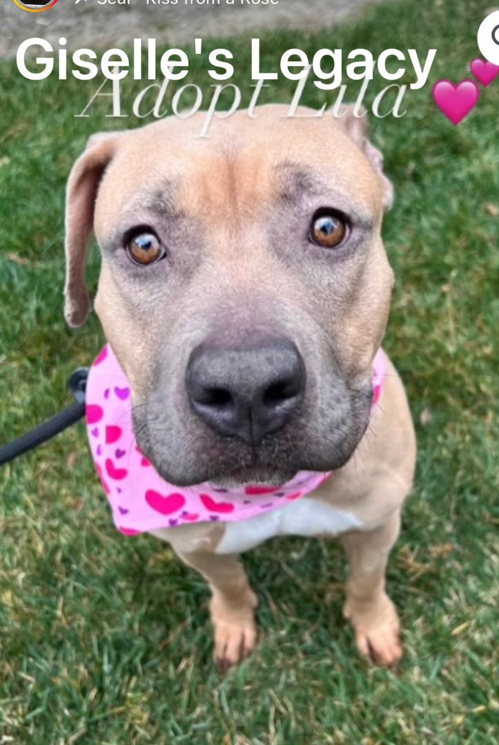 Lila, Young Female Pit Bull Terrier