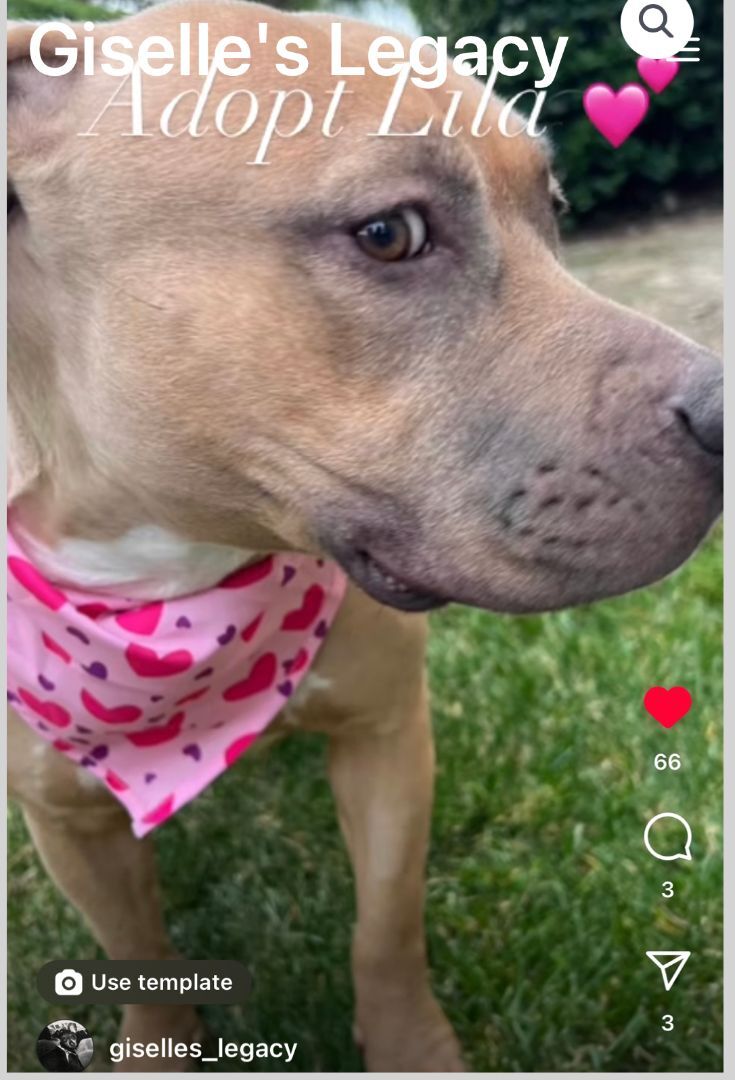 Lila, an adoptable Pit Bull Terrier in woodland hills, CA, 91364 | Photo Image 5