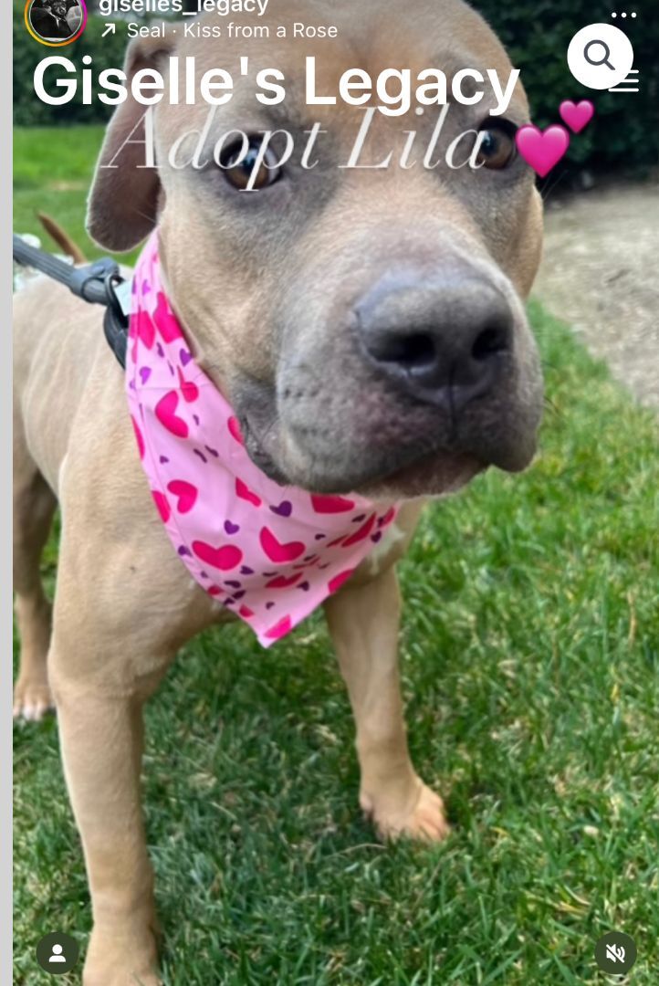 Lila, an adoptable Pit Bull Terrier in woodland hills, CA, 91364 | Photo Image 4