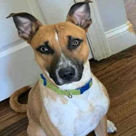 Jack, Adult Male Terrier