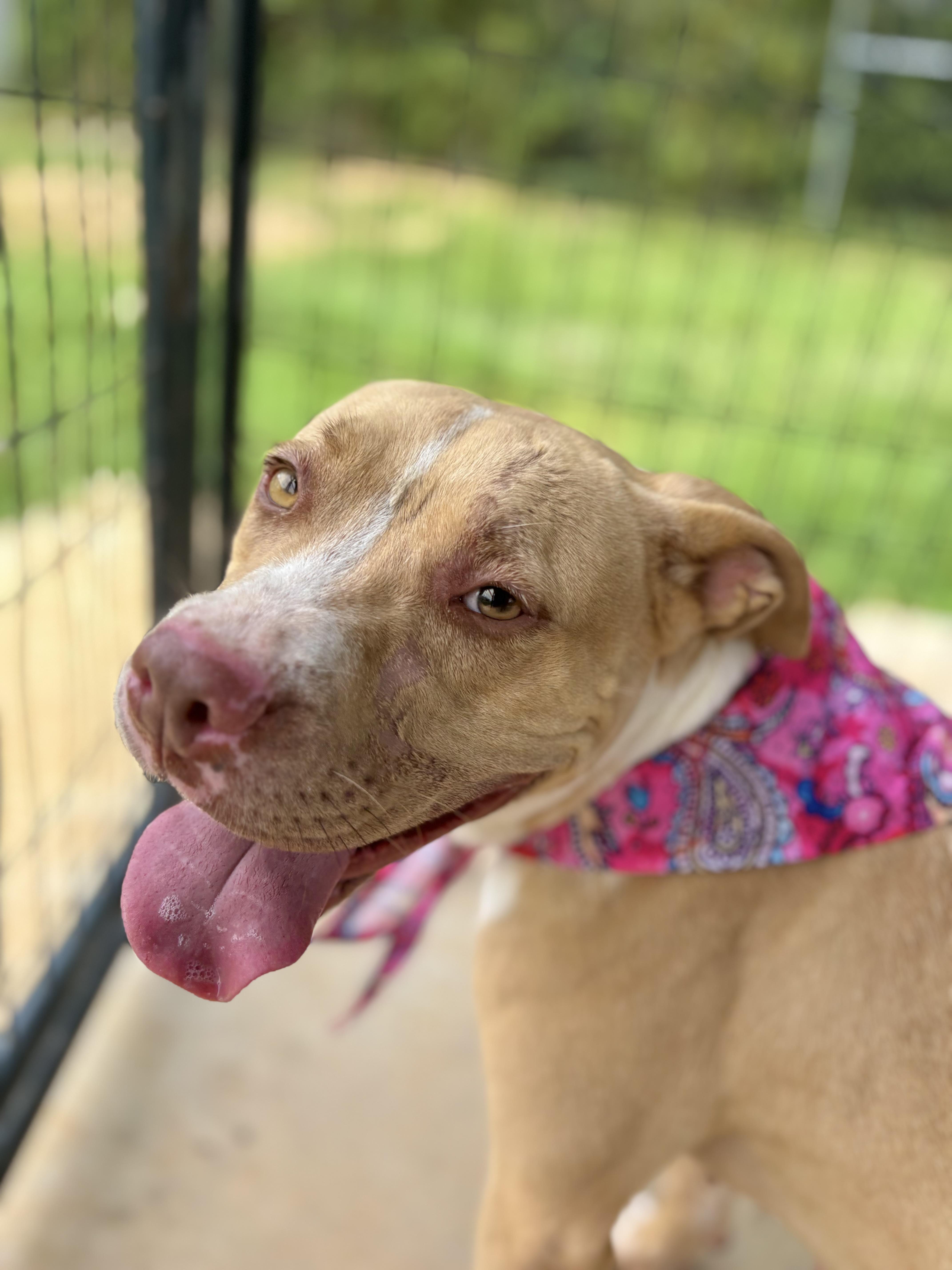 Rodeo, a ADOPTABLE Pit Bull Terrier in Winnsboro, SC image 4/5