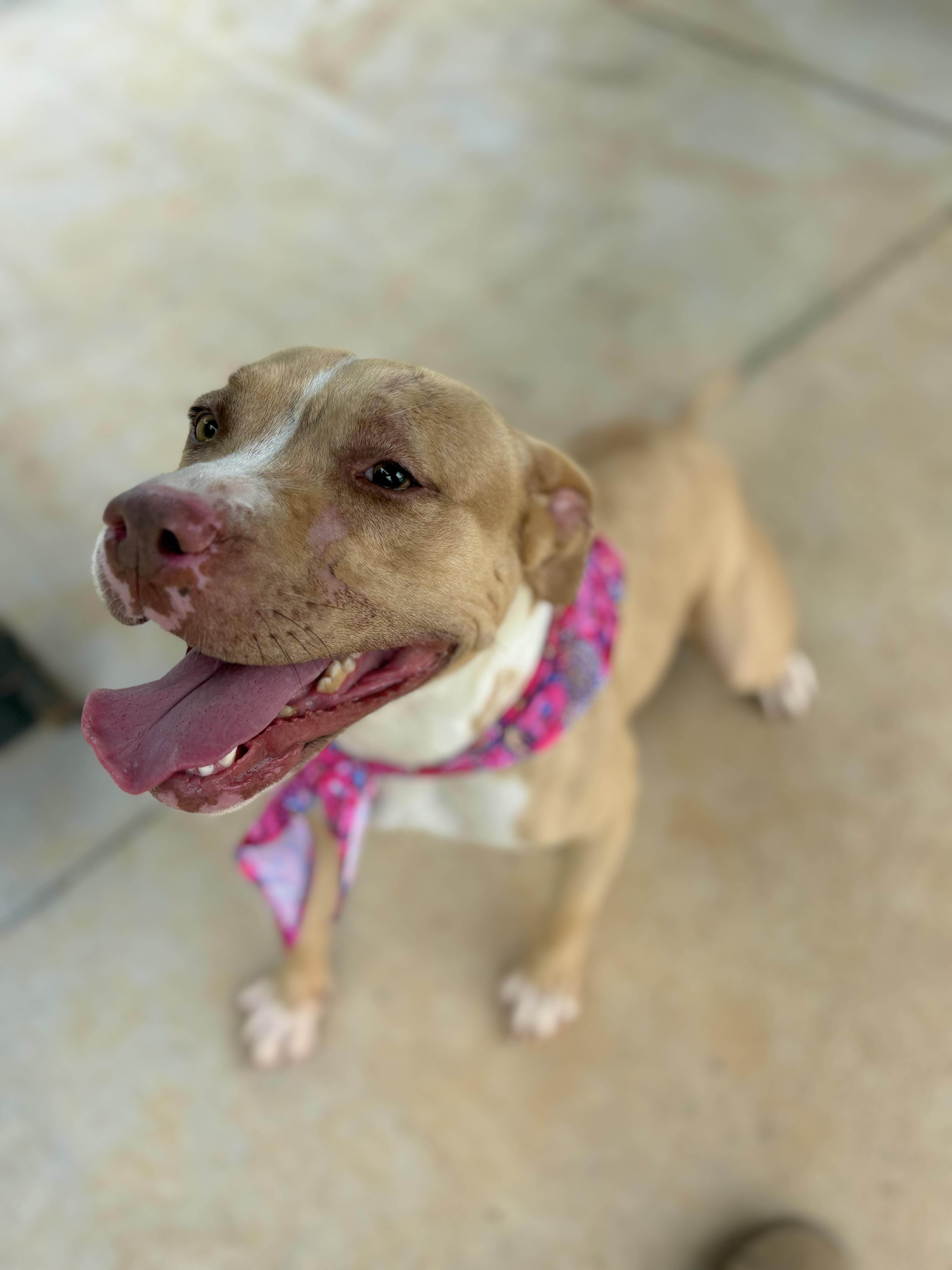 Rodeo, a ADOPTABLE Pit Bull Terrier in Winnsboro, SC image 3/5