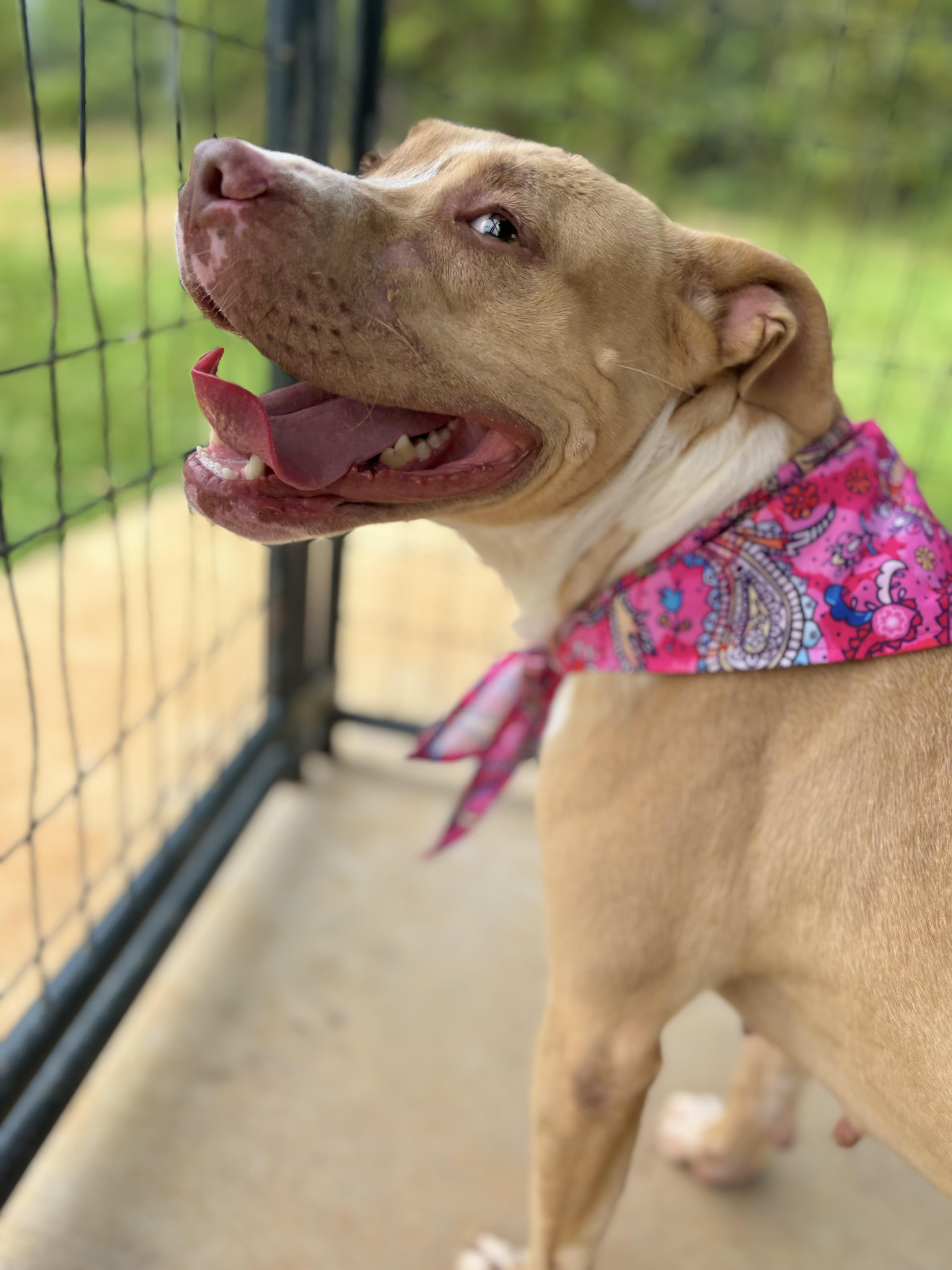 Rodeo, a ADOPTABLE Pit Bull Terrier in Winnsboro, SC image 1/5