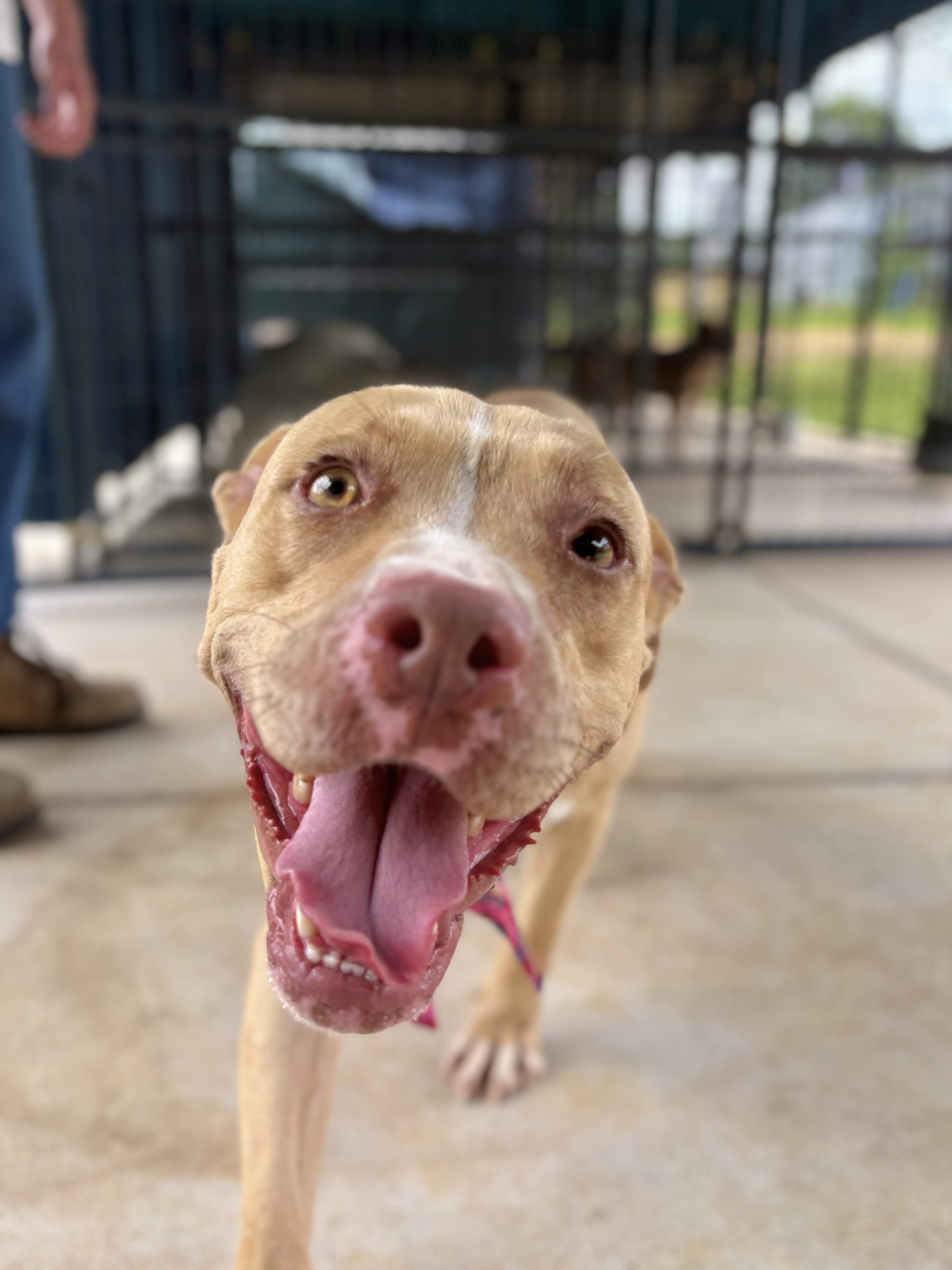 Rodeo, a ADOPTABLE Pit Bull Terrier in Winnsboro, SC image 2/5