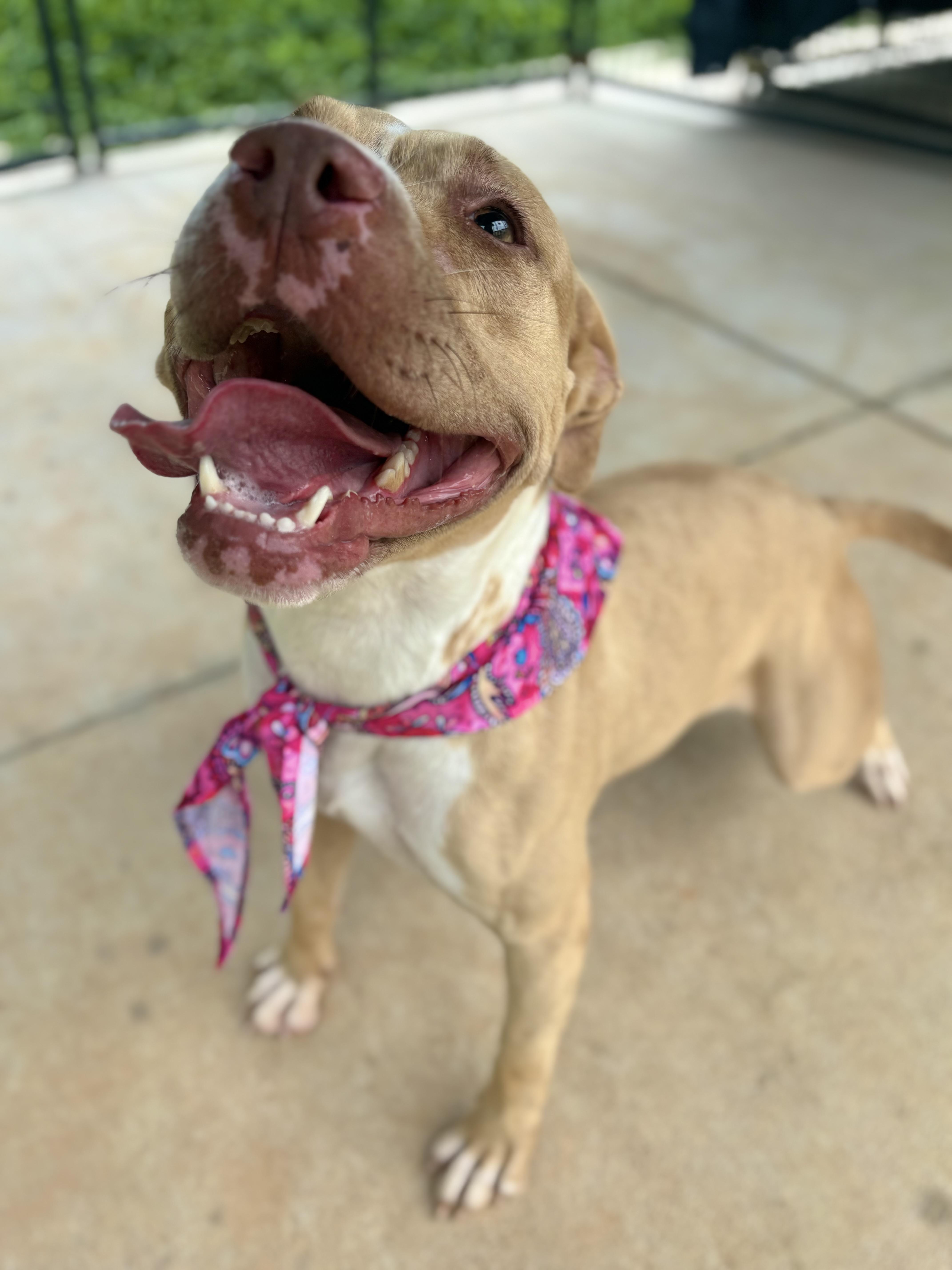Rodeo, a ADOPTABLE Pit Bull Terrier in Winnsboro, SC image 5/5