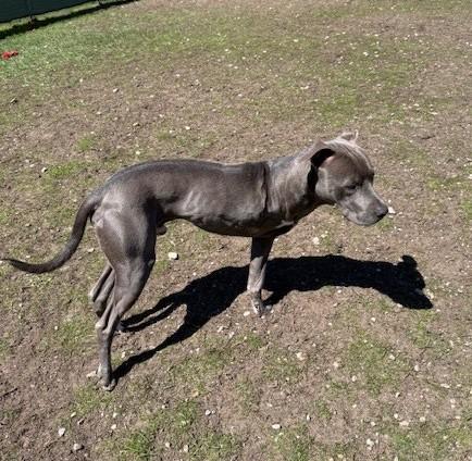 Enlarge Brick, a ADOPTABLE mixed breed in Bellaire, MI image 3/3