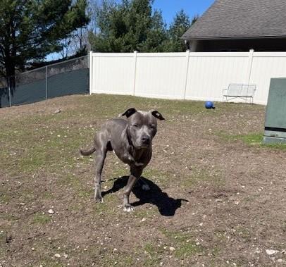 Enlarge Brick, a ADOPTABLE mixed breed in Bellaire, MI image 1/3