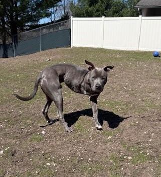 Enlarge Brick, a ADOPTABLE mixed breed in Bellaire, MI image 2/3